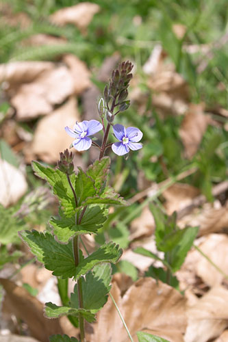 Pourquoi la fleur ???